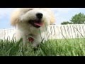 Playful Bichon | The Daily Puppy