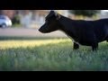 Terrier Mix Loves to Run | The Daily Puppy