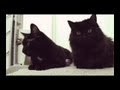 Bird, Myrtle, Robert, and Chelsea | Warm &amp; Fuzzy: My Cat Story