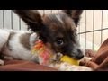 Cute Party Girl Has the Biggest Ears | The Daily Puppy