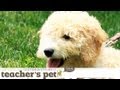 Socializing a Puppy 1: Meeting Other Pups | Teacher&#039;s Pet With Victoria Stilwell