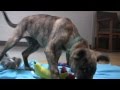 Shepherd Mix and a Room Full of Toys | The Daily Puppy
