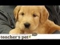Positive Early Learning for a Puppy | Teacher&#039;s Pet With Victoria Stilwell