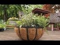 Container Gardening Herbs