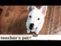 Positive House Training With a Crate | Teacher&#039;s Pet With Victoria Stilwell