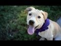 Fashionable Lab Mix Sports a Bandana | The Daily Puppy