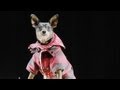 Halloween Safety Tips for Dogs | Teacher&#039;s Pet With Victoria Stilwell