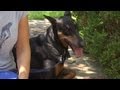 Mazzy the Doberman Pinscher  | Bring Your Dog to Work Day With P. Allen Smith