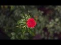 Home Garden - How to Grow Roses