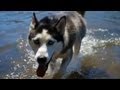 Beautiful Husky Goes for a Swim | The Daily Puppy