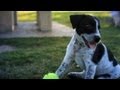 Adorable Blue Heeler Explores the Park | The Daily Puppy