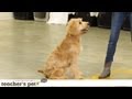 Prevent Your Dog From Food Guarding | Teacher&#039;s Pet With Victoria Stilwell