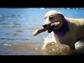 Yellow Lab Plays Fetch | The Daily Puppy