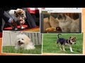 Introducing Pets in the News | The Treat Beat With Angie Greenup