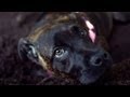 Beautiful Bella Cools Off in the Shade | The Daily Puppy