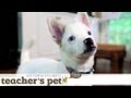 Potty Training a Puppy | Teacher&#039;s Pet With Victoria Stilwell