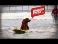 The Surfing Dogs of Summer | American Dog With Victoria Stilwell