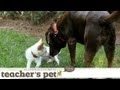 Socializing a Puppy 2: Meeting Adult Dogs | Teacher&#039;s Pet With Victoria Stilwell