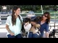 A Day at the Dog Park | The Treat Beat With Angie Greenup