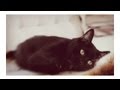 Tye, Hazel, and Nicole | Warm &amp; Fuzzy: My Cat Story