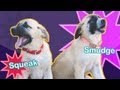 Born Cute, Raised Tough | Smudge &amp; Squeak: Working Puppies Ep. 1