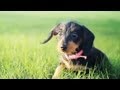 Baby Jewel Wades Through Tall Grass | The Daily Puppy