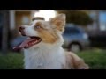 Mini Australian Shepherd Leaps for a Catch | The Daily Puppy