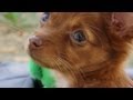 Adorable Chorkie Explores the Grass | The Daily Puppy