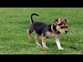 Little Polly Playing in the Park | The Daily Puppy