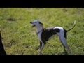 Italian Greyhound Goes for a Hike | The Daily Puppy