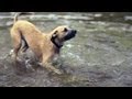 Fox Terrier Splashes in the Water | The Daily Puppy