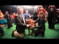 Dogue de Bordeaux | Victoria Stilwell at Westminster Dog Show