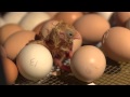 Hatching Eggs | Farm Raised With P. Allen Smith