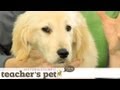 Familiarizing Your Puppy to Touch | Teacher&#039;s Pet With Victoria Stilwell