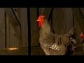 Types of Chickens | Farm Raised Classics With P. Allen Smith