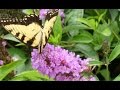 Butterfly Garden Plants