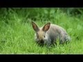 Rabbit Traps | Farm Raised With P. Allen Smith