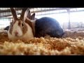 Kayleigh&#039;s Chinchilla Mini Satin Rabbit | Farm Raised With P. Allen Smith