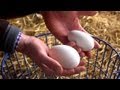 Collecting Eggs for Hatching | Farm Raised With P. Allen Smith