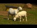 Raising White Dorper Sheep | Farm Raised Classics With P. Allen Smith