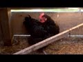 Backyard Chicken Flock | Farm Raised With P. Allen Smith