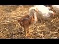 Moving the Chicks | Farm Raised With P. Allen Smith