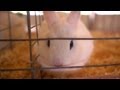 Tommy&#039;s Dwarf Hotot Rabbit | Farm Raised With P. Allen Smith