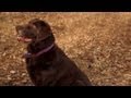 Heeling Outside | Teacher&#039;s Pet With Victoria Stilwell