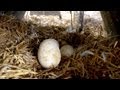 Mother Goose Adopts Some Eggs | Farm Raised With P. Allen Smith