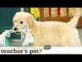 Puppy Mouthing (Training Basics) | Teacher&#039;s Pet With Victoria Stilwell