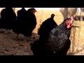 Winterizing Poultry Pens | Farm Raised With P. Allen Smith