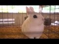 Rabbit Show | Farm Raised With P. Allen Smith