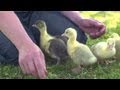 Goslings Imprint on Allen | Farm Raised With P. Allen Smith