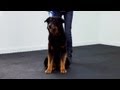 Training a Dog to Heel | Teacher&#039;s Pet With Victoria Stilwell